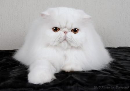 Persian cat, white with copper eyes