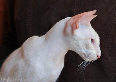 white Peterbald cat