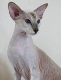 Peterbald |La Maska She's  a Phantom | Seal tabbypoint |owned and bred by Mariette Burger