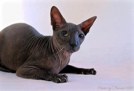 black Peterbald cat