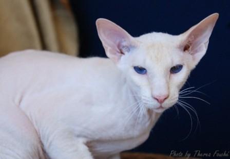 cream Peterbald cat