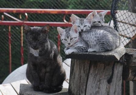black Egyptian Mau and silver kittens