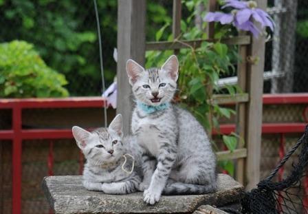two silver Egyptian Mau kittens