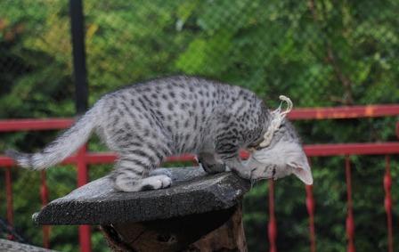 Egyptian Mau kittens at play