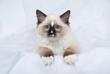 ragdoll cat