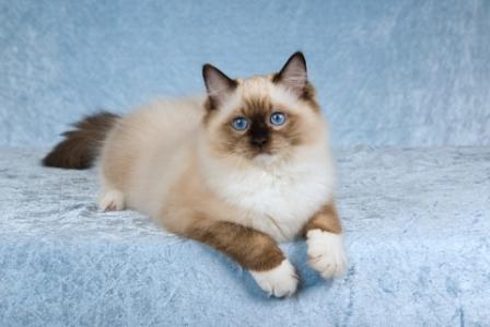 Ragdoll kitten