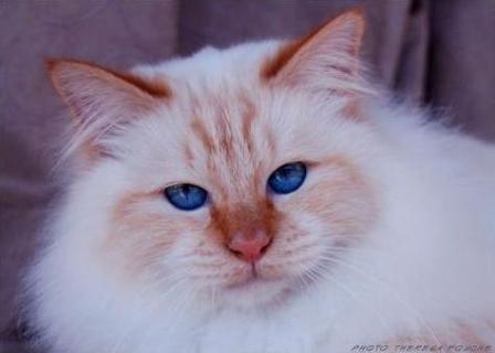 red point Birman cat