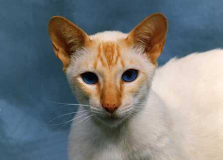 red point siamese cat