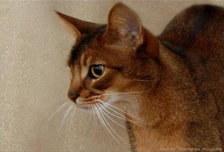 Sp Pr Sherada Picatso  | Color: Ruddy Abyssinian