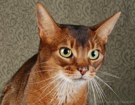 Sp Pr Sherada Picatso  | Color: Ruddy Abyssinian