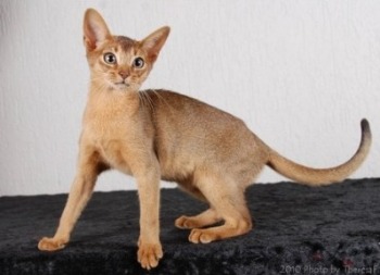 Sherada Angelicat | ruddy Abyssinian kitten | Owner Heila Brophy  | Breeder Gill Burman