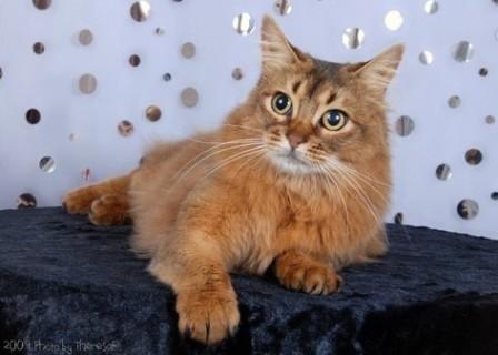 ruddy Somali cat