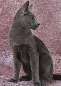 Russian Blue kitten