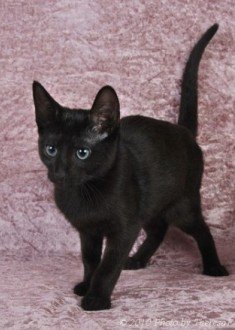 Russian Shorthair or Black Russian kitten