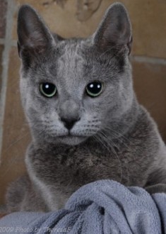 Russian Blue cat