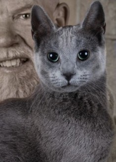 Russian Blue cat