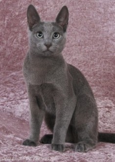 Russian Blue kitten