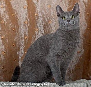 Russian Blue Cat