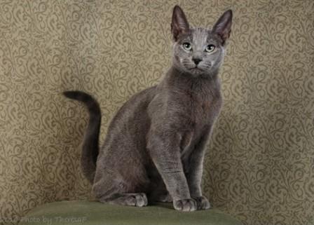 Russian Blue cat