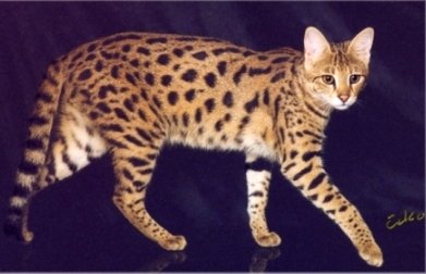 3rd Generation Savannah Cat