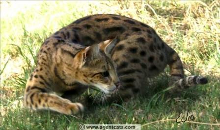 savannah cat