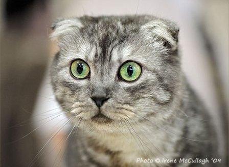 Scottish Fold cat