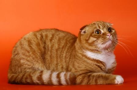 Scottish Fold cat