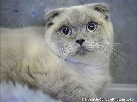 Scottish Fold cat