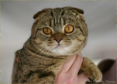 Scottish Fold