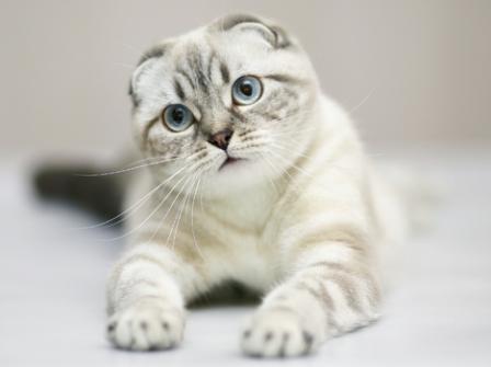 Scottish Fold cat