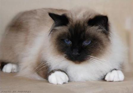 seal point Birman cat