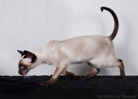 seal point Siamese cat