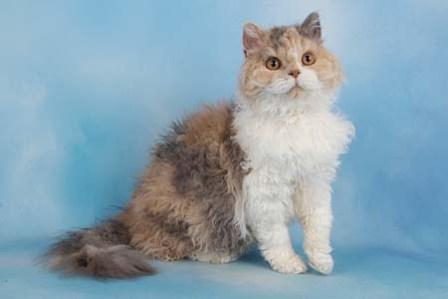 Selkirk Rex cat dilute tortie and white