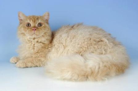 red smoke Selkirk Rex Cat