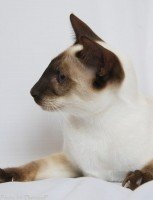 Siamese Cat  - Chocolate Point - Mai Thai’s Brown Sugar – Owner Dawn Enslin