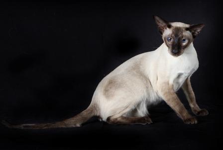 Siamese cat