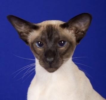 seal point Siamese cat