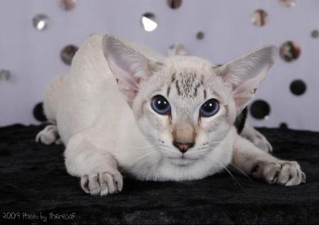 seal tabby point Siamese cat