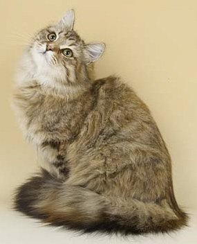 Brown Tortie Tabby Siberian cat