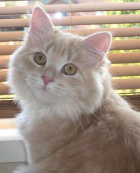 Cream Tabby Siberian cat