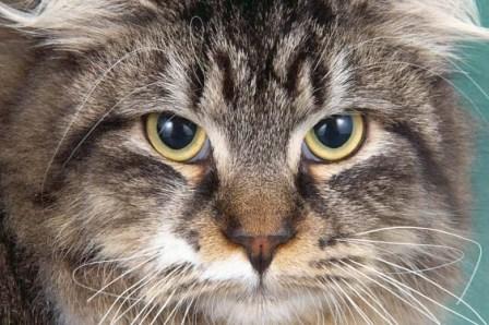 Brown Tabby and white Siberian Forest cat