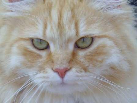 Red Mackerel Tabby and white Siberian Forest cat