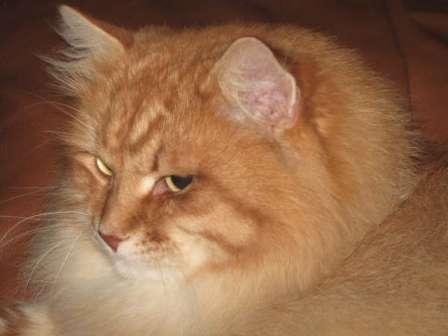 Siberian Forest cat | Red Spotted Tabby
