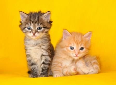 Siberian Forest Kittens