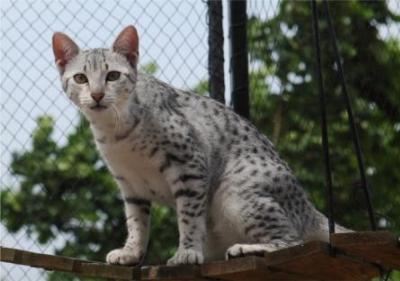 silver egyptian mau