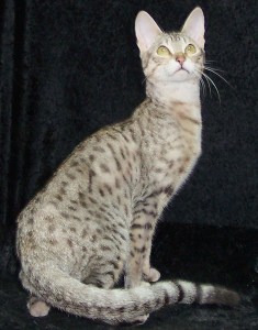 silver Serengeti cat