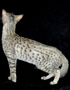 silver Serengeti cat