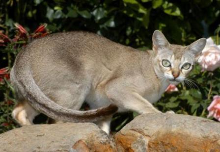 Singapura cat