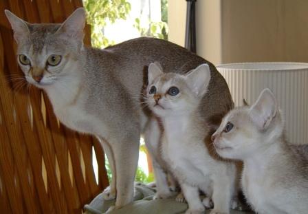 Singpura cat and kittens