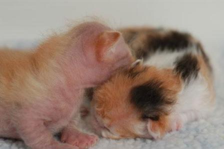 cute nearly newborn Skookum kittens
